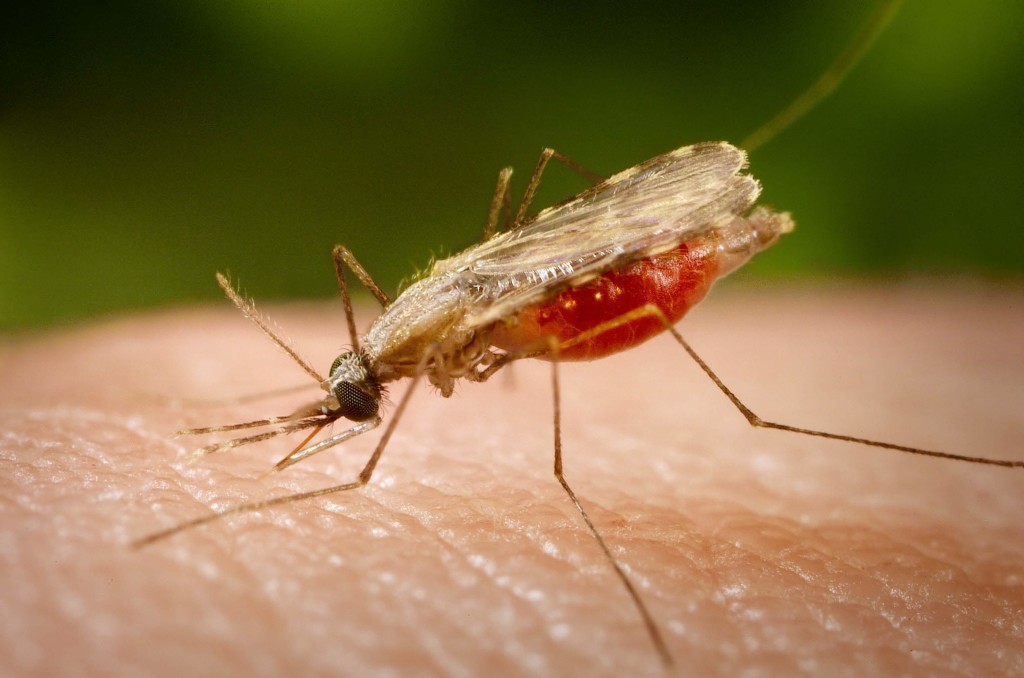 Detectan brote de paludismo en Candelaria, Campeche; suman 250 casos