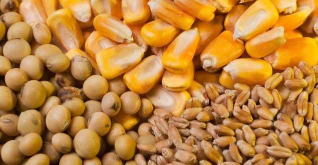México prepara ‘escudo arancelario’ con maíz y soja de EU