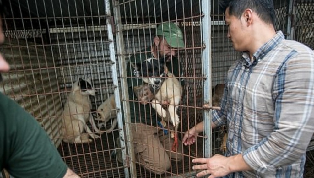 Matar perros para comer ya es ilegal en Corea del Sur