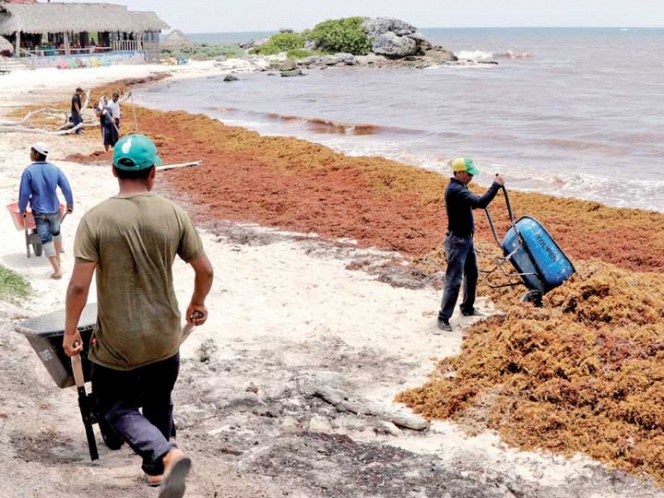 Reportan pérdidas de hasta 60% por sargazo en Quintana Roo