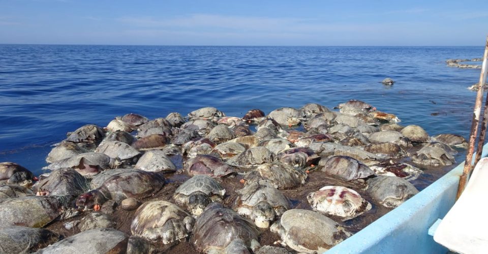 Mueren más de 300 tortugas en costas de Oaxaca al quedar atrapadas en red de pescadores