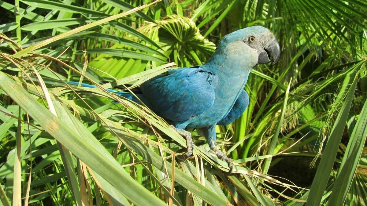 ‘Blu’, de Río, se ha extinguido: ya no quedan más en su hábitat