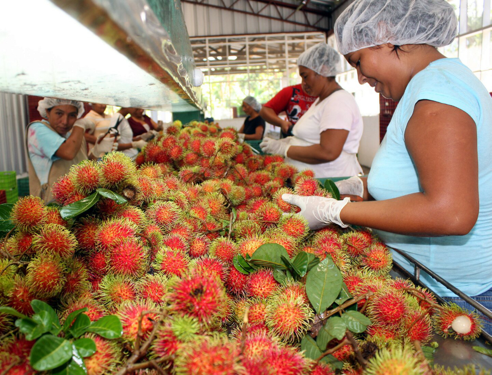 Costa Rica exportará frutas a Canadá