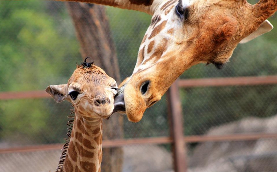 Nace jirafa en Zoológico de Chapultepec
