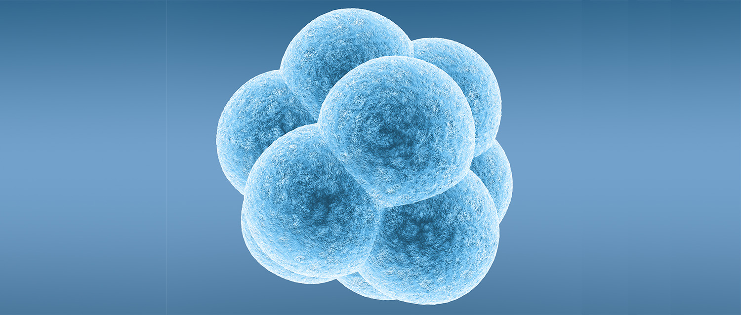 Crean embriones artificiales capaces de formar los tres ejes principales del cuerpo