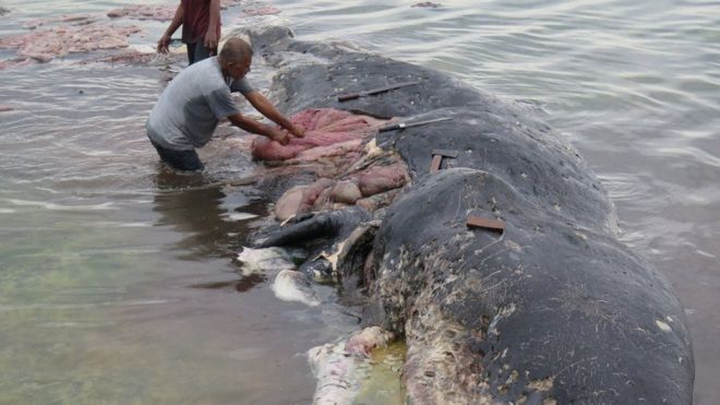 La impresionante imagen de un cachalote encontrado muerto con 115 vasos de plástico en el estómago