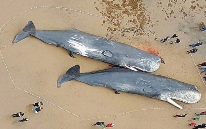 Encuentran ballenas muertas con plástico en sus estómagos