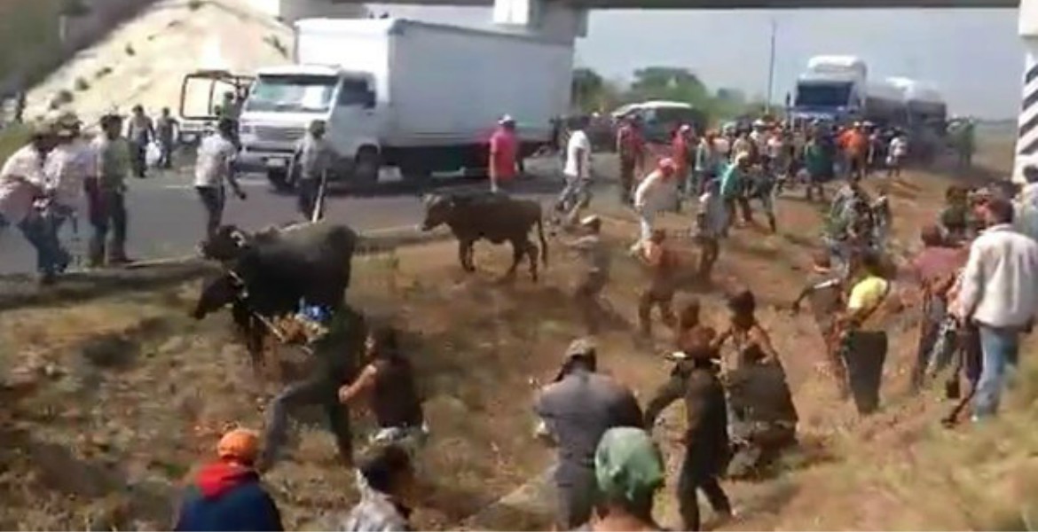 Rapiñan ¡vacas! choca camión; se llevan reses en Veracruz