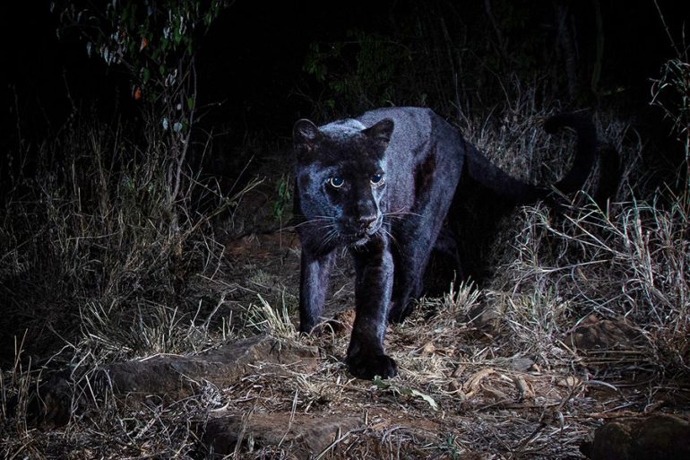 Después De 100 Años Fotografían Un Leopardo Negro Africano