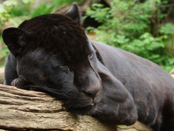 Zoológico no sacrificará al jaguar que lastimó a una mujer que quería tomarse selfie