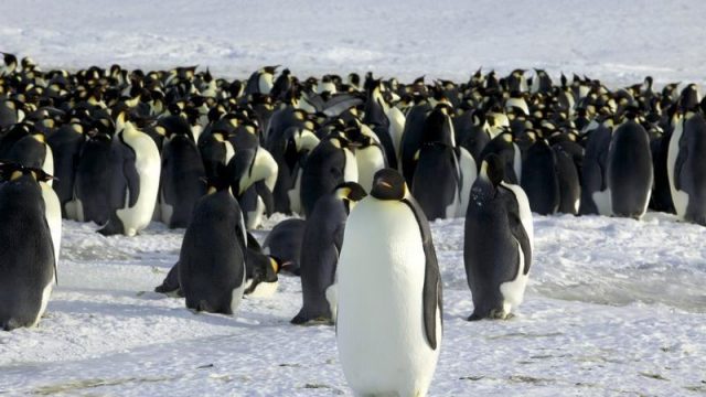 Pingüinos emperador han dejado de reproducirse debido al calentamiento global