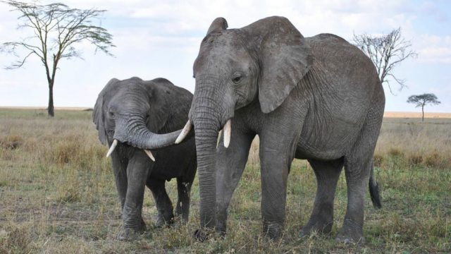 Botswuana habilita la caza de elefantes ignorando el conservacionismo