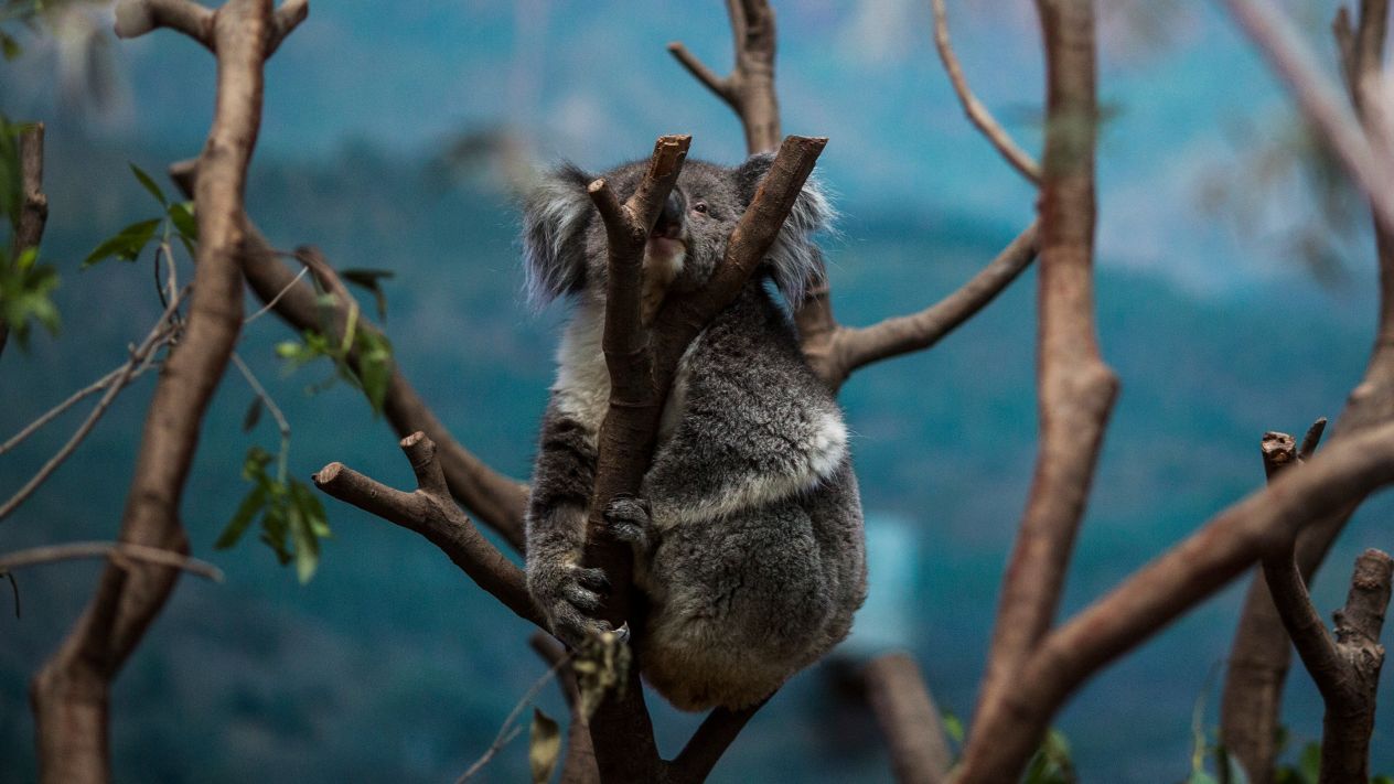 El koala está funcionalmente extinto: ONG