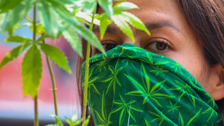 Todo sobre el uso lúdico de la marihuana en México: cuántas plantas se podrán tener por persona y cuáles serán las sanciones