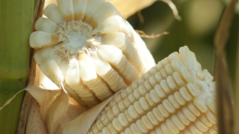 EU en contacto con México por maíz transgénico