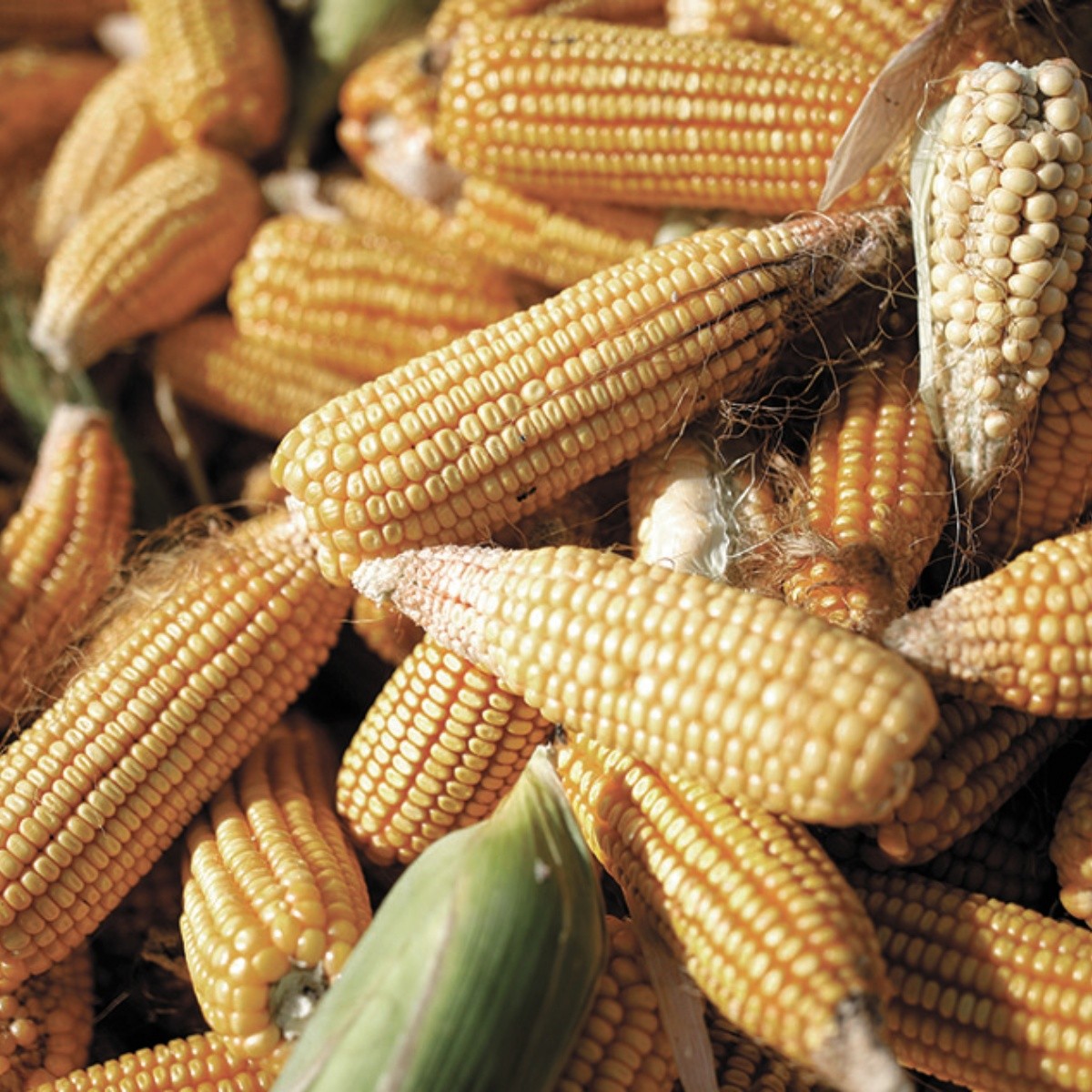 OMC advierte volatilidad en precios de trigo, maíz y soya… esta es la razón