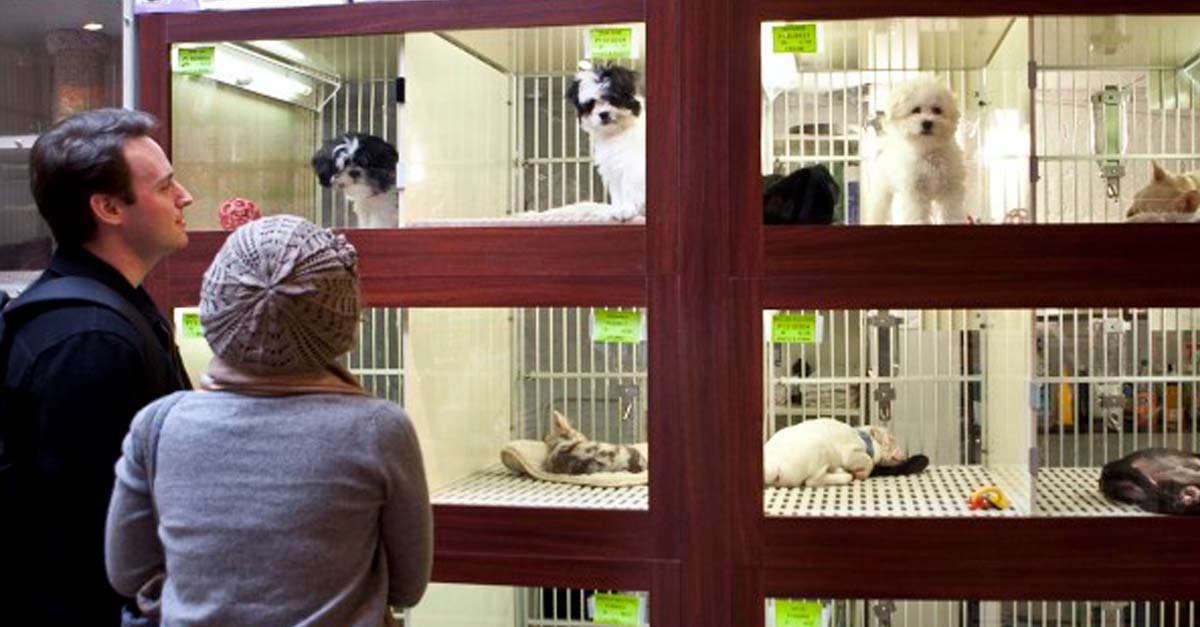 Francia prohibirá la venta de perros y gatos en tiendas de animales