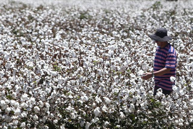 Se desploma 33% la producción de algodón en México por carestía de semillas