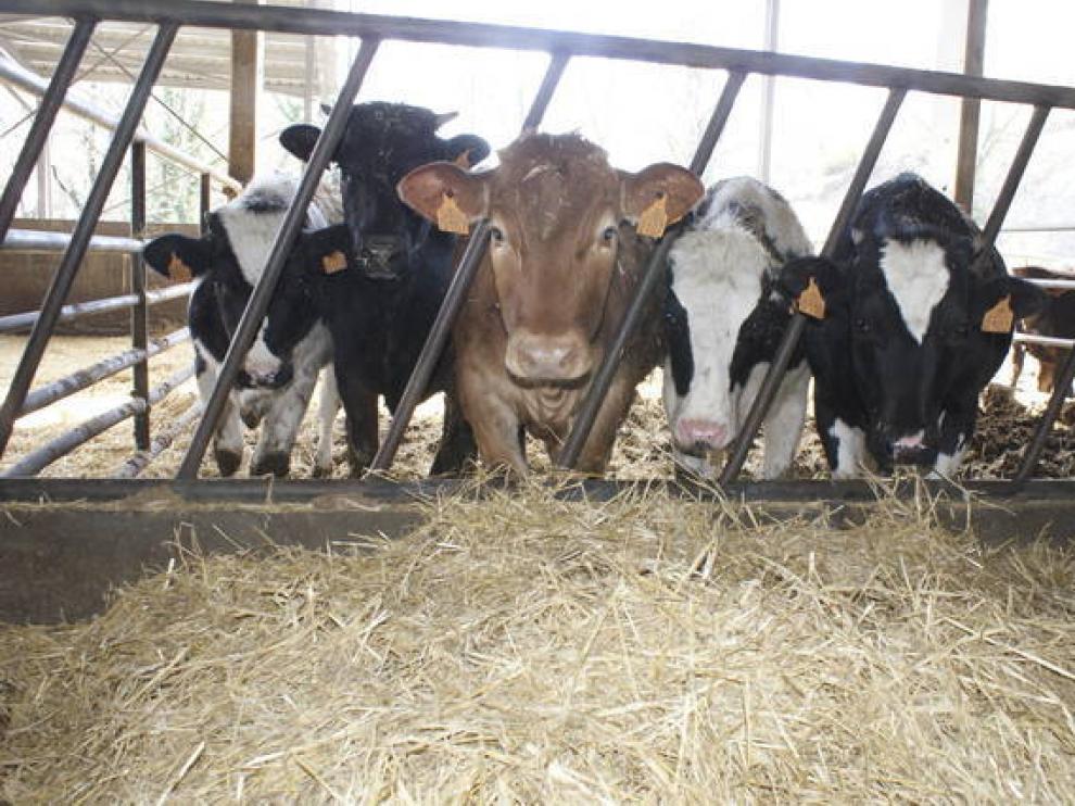 Argentina extiende suspensión de exportación para ciertos cortes de carne bovina hasta fines de 2023