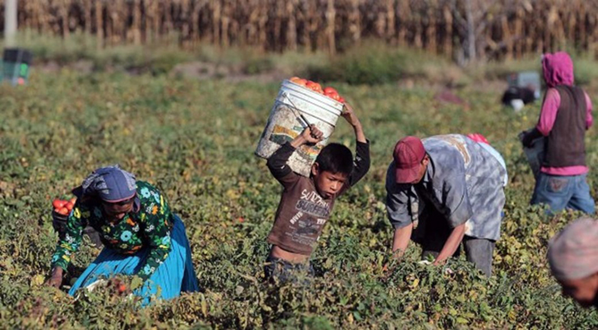 EU analizará reforma que permitirá a adolescentes trabajar en el campo en México