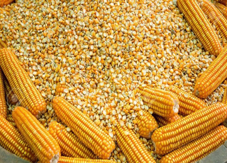 España facilita importación de maíz de Argentina y Brasil