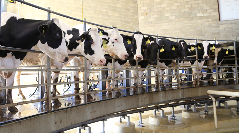 Producción de leche caería más de 3% este 2022, prevé Femeleche