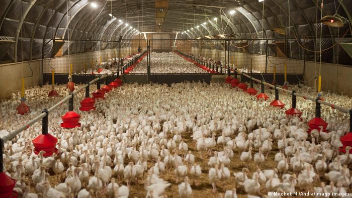 Francia sacrifica a 10 millones de aves por brote de gripe aviar