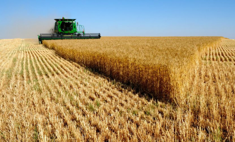 Argentina crea fideicomiso de trigo para evitar alzas en los precios por conflicto Ucrania