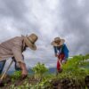 Campo-mexicano-economía-agricultura-campesinos-sembrar-siembra-paisaje-con-nuubes-lluvia-FOTO-SADER-200730-AGRICULTURA-INIFAP-FRIJOL-8-1160x700