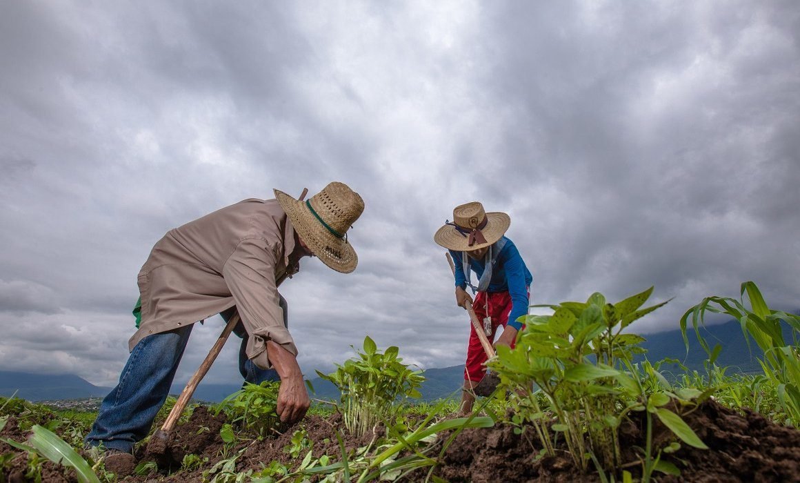 Campo-mexicano-economía-agricultura-campesinos-sembrar-siembra-paisaje-con-nuubes-lluvia-FOTO-SADER-200730-AGRICULTURA-INIFAP-FRIJOL-8-1160x700
