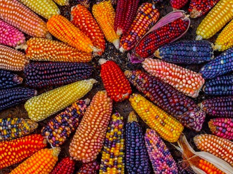 México podría batallar para asegurar importaciones de maíz no transgénico para 2024: expertos