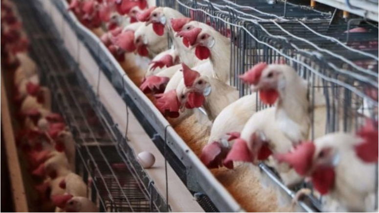 Decretan cuarentena para la industria avícola de Aguascalientes por brotes de influenza aviar