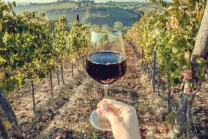 Industria del vino en México en crecimiento