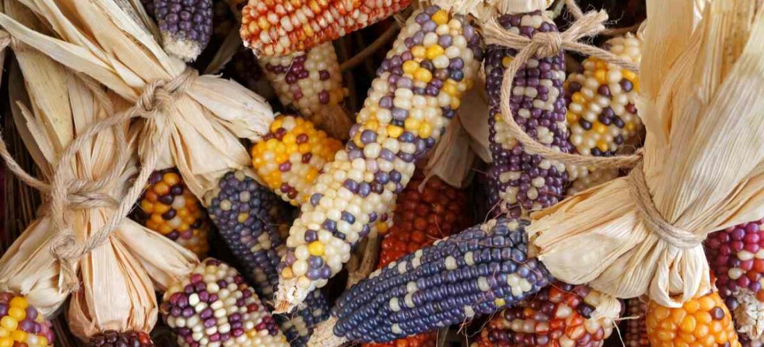Promueven consumo de maíces nativos en México