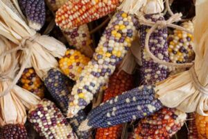 Promueven consumo de maíces nativos en México
