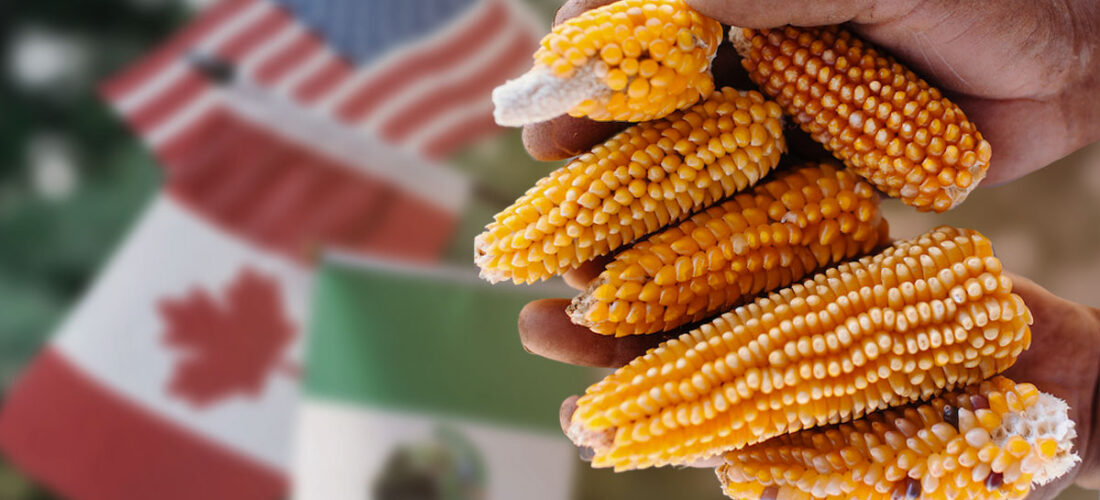 Canadá se une a EU en lucha contra México por maíz transgénico