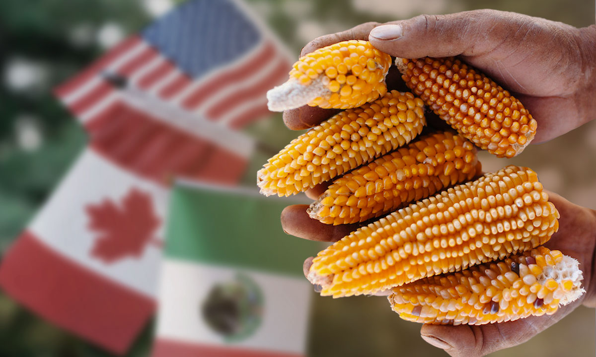 Canadá se une a EU en lucha contra México por maíz transgénico