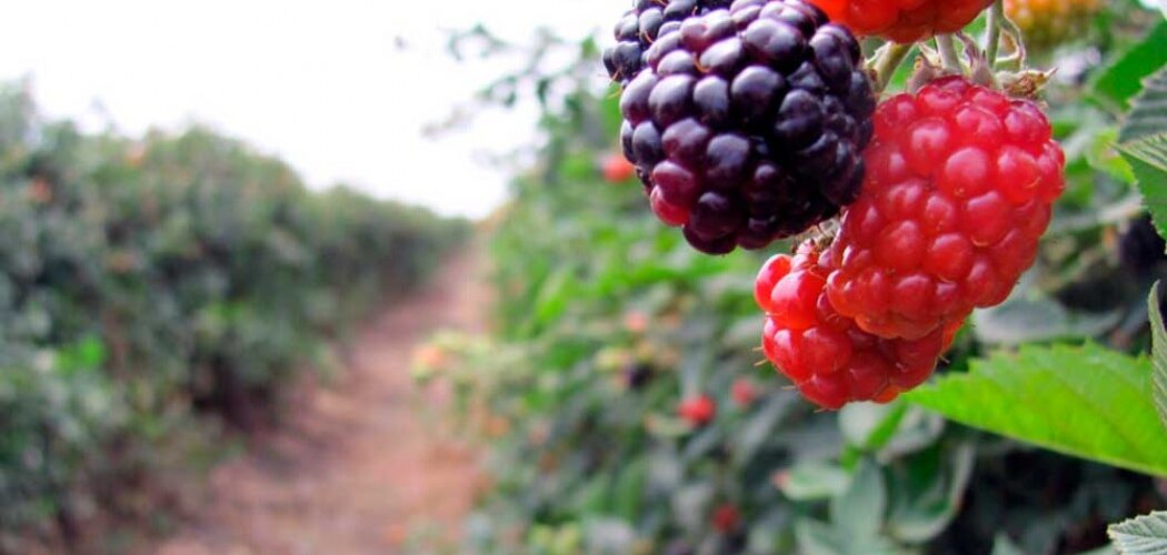 La industria de las berries en México va en aumento y genera 443 mil empleos