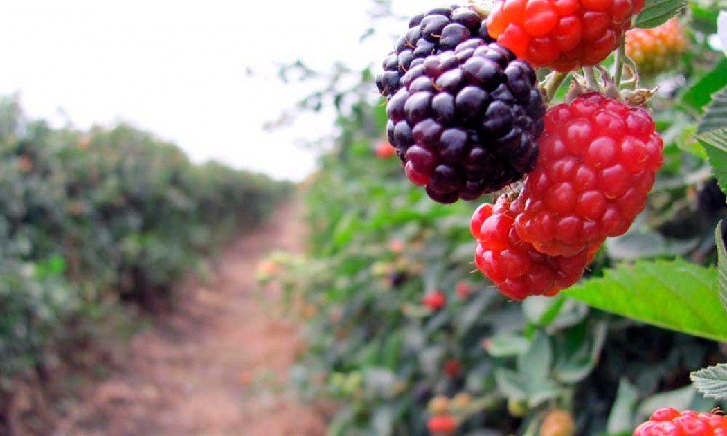La industria de las berries en México va en aumento y genera 443 mil empleos