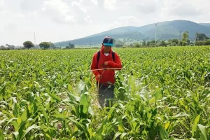 Altos costos e inseguridad golpean a productores  del campo en Jalisco