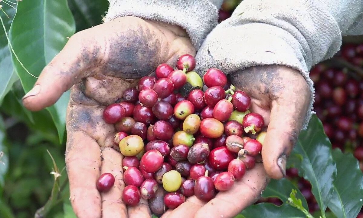 SIAP registra crecimiento en la  producción de café nayarita