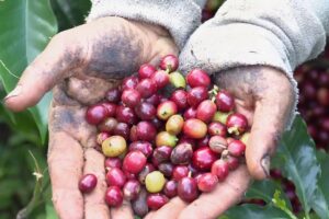 SIAP registra crecimiento en la  producción de café nayarita