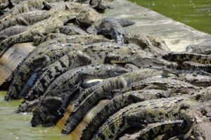 Fenece la industria de la crianza de cocodrilos en Tabasco