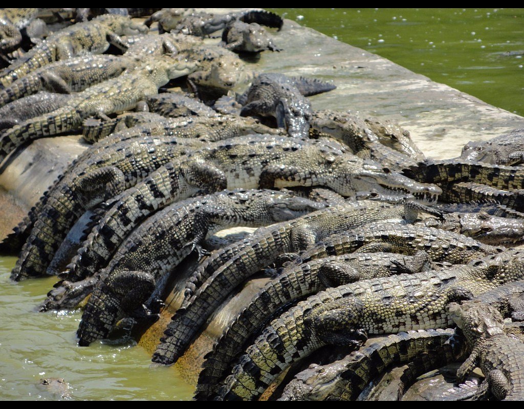 Fenece la industria de la crianza de cocodrilos en Tabasco