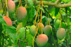 Industria del mango mexicano tiene foco en la Unión Europea y Japón