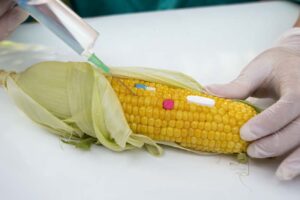 Estados Unidos no quiere colaborar con México en estudio sobre maíz transgénico