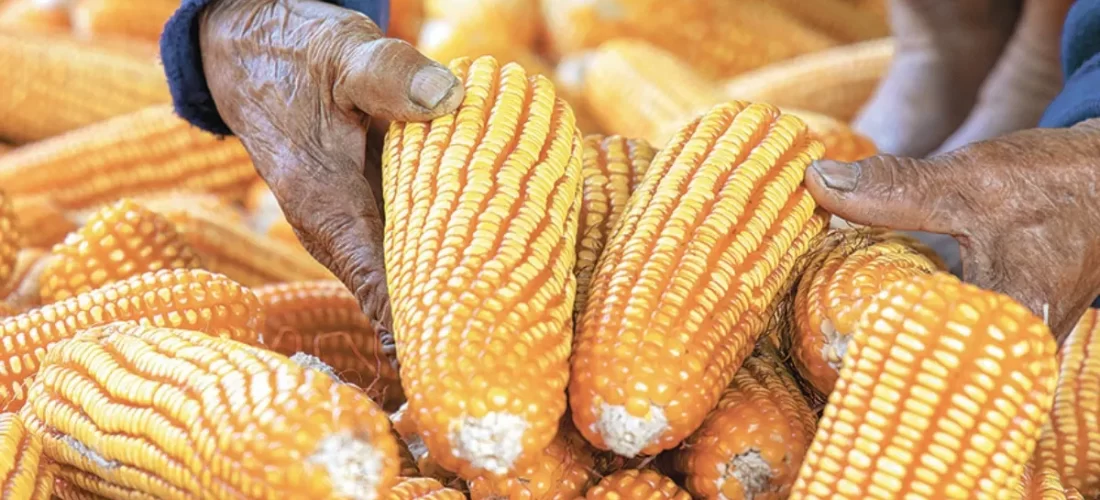 Industria pronostica un aumento del 28 % en las importaciones de maíz amarillo en México
