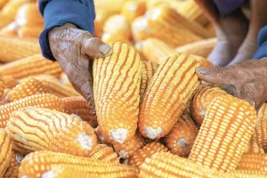 Industria pronostica un aumento del 28 % en las importaciones de maíz amarillo en México