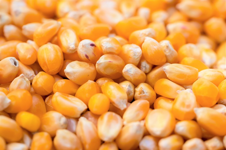 Sader prevé que México importe hasta 16 millones toneladas de maíz amarillo