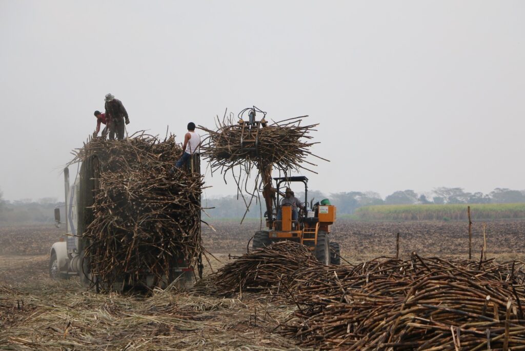 La Industria de la Caña de Azúcar: Pilar del Desarrollo Productivo en México